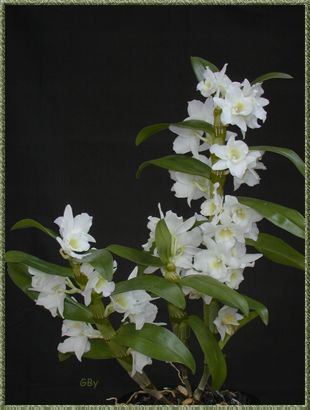 Orchides Dend1118