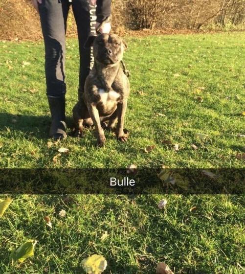 BULLE -  dogue des canaries  6 ans - Fondation Bardot  BULLE_1480433481