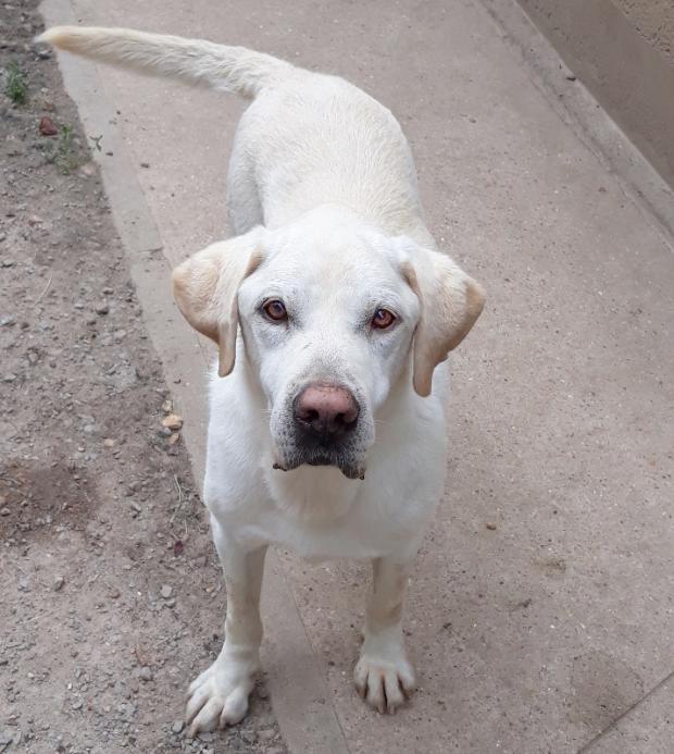 DARYL - labrador retriever blanc13 ans - Fondation Bardot DarylresizeMareAuzou_1549705874