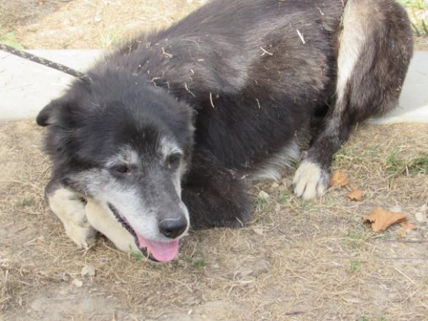 GAVOTTE - border collie 7 ans - Fondation Bardot FBB_Gavotte_aout_2020_600_x_450_1597826209