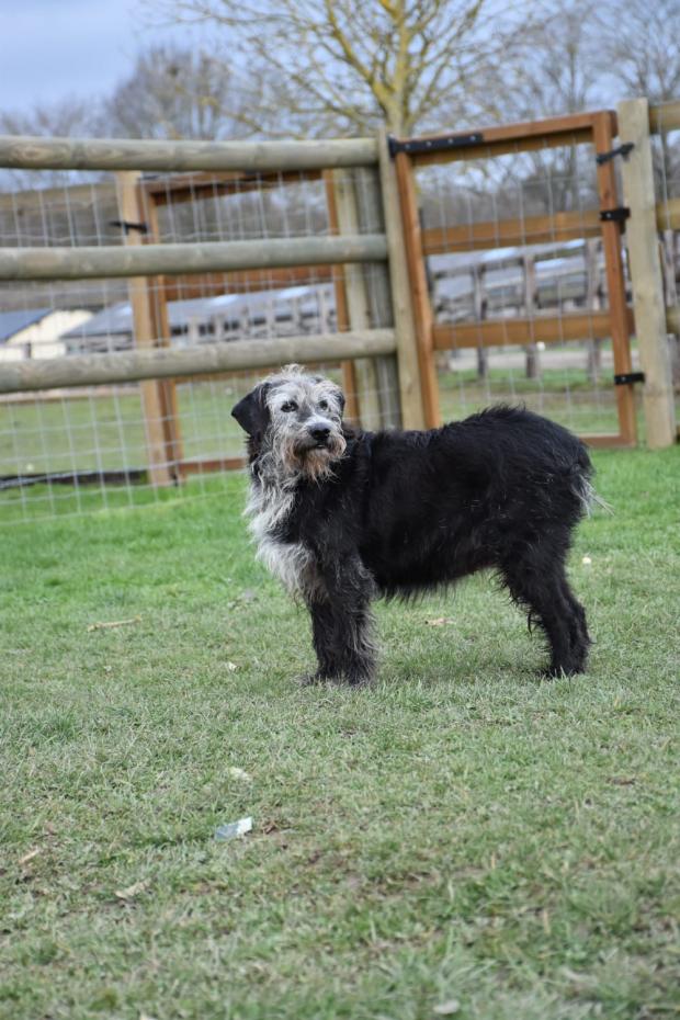 VENUS - griffon 15 ans - Fondation Bardot IMG20220223WA0017_1646756556