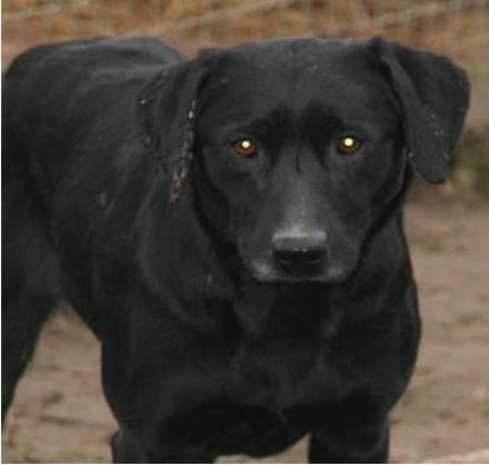 CYBELLE - retriever (labrador ? noire 14 ans - Fondation Bardot Image9_1358179078