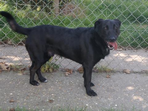 MASCOTTE alias ET - retriever 12 ans - Fondation Bardot  MASCOTTE_1_1407243748