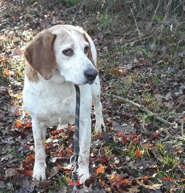 SISKO - beagle 16  ans - Fondation Bardot Siskocalincanin_1567608002