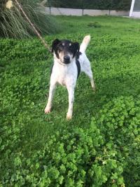 AXIA -fox terrier à poil court 13 ans - Fondation Bardot M_IMG1527_1509288418