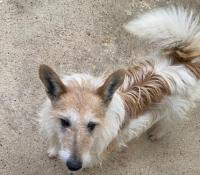 JAIPUR - fox terrier 9 ans - Fondation Bardot M_IMG2281_1610024950