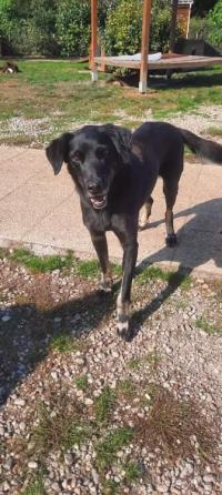 sos - TIKY - x labrador 9 ans   (autant de refuge)- Fondation Bardot M_TIKY_1636630620