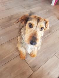 HOPPER - fox terrier 2 ans - Fondation Bardot M_received687239055929633_1649947475