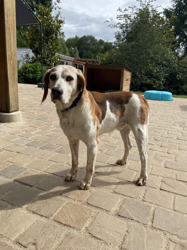 SISKO - beagle 16  ans - Fondation Bardot Sisko_info_j__1629206216