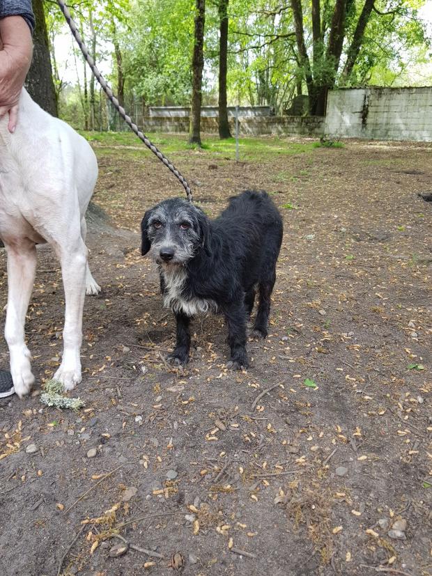 VENUS - griffon 15 ans - Fondation Bardot Venus_1525089057