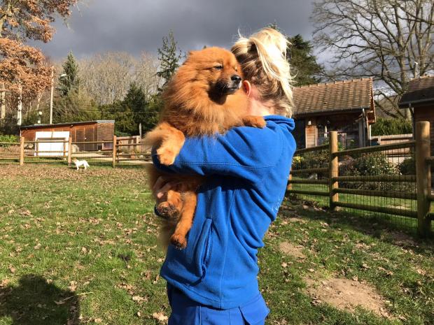 GIMMY  spitz 9 ans  et  NEW JACK  jack russel 14 ans - Fondation Bardot 50c36c46199c4100bac00336742771b2_1649426836