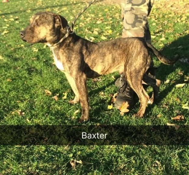 BAXTER - (basset)/ x terrier 8 ans - Fondation Bardot  BAXTER_1550060279