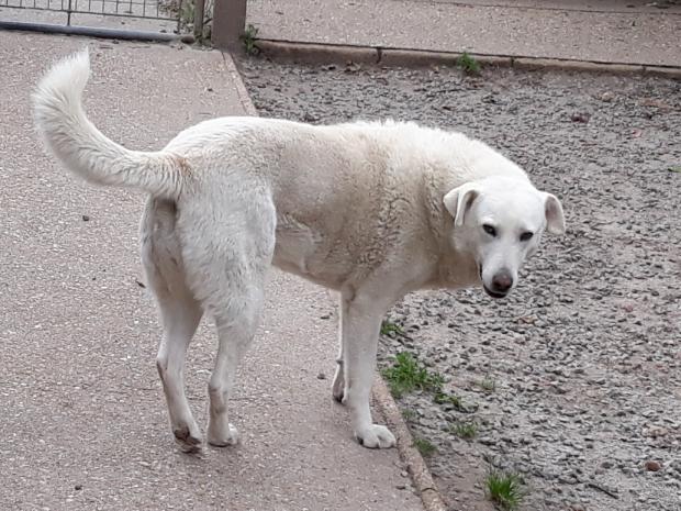 BLANCA - labrador 10 ans - Fondation Bardot  Bianca_1529683016