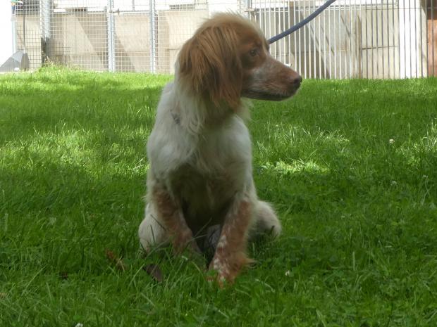 MUCHA - epagneul breton 2 ans - Fondation Bardot Chienne_MUCHA_2_1624440280