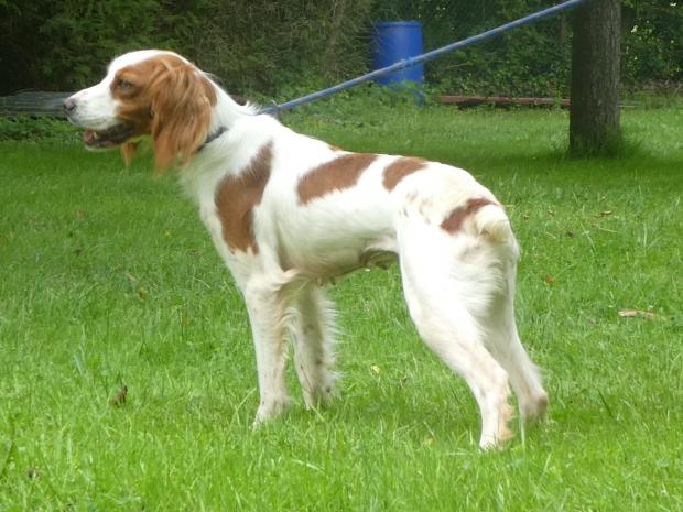 MAA THAI - epagneul breton 3 ans - Fondation Bardot Chienne_Maa_Thai_2_1624447385