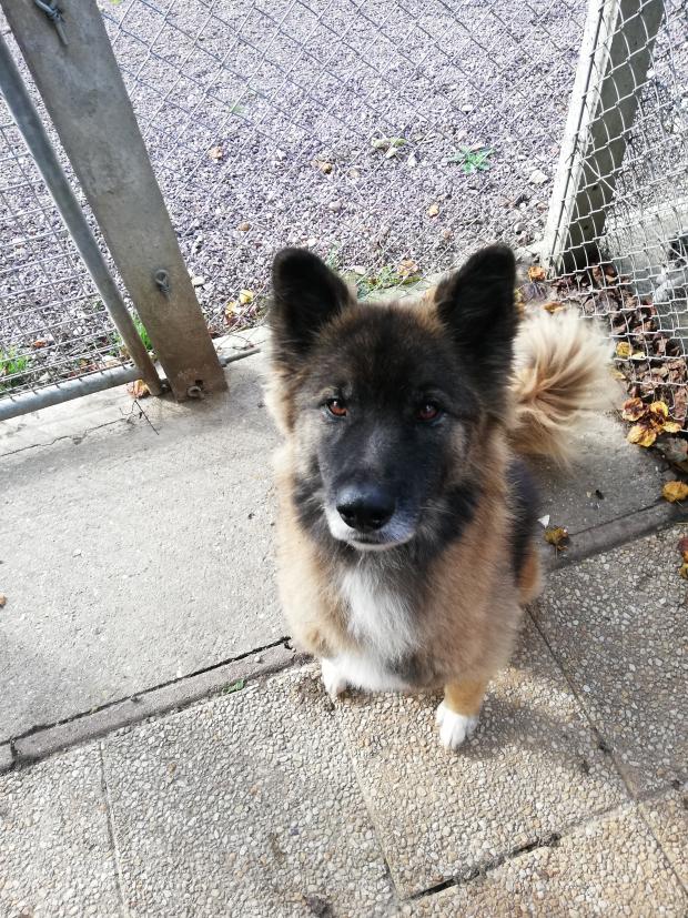 DJANGO - akita x berger malinois 11 ans - Fondation Bardot IMG20191026152233_1572207492