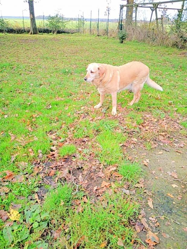 FANI - labrador 12 ans - Fondation Bardot IMG20211118WA0001_1637241784