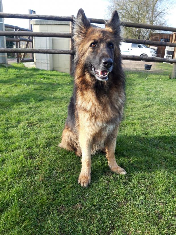 SIMBA - berger allemand 8 ans -  Fondation Bardot IMG20220211WA0009_1644681258