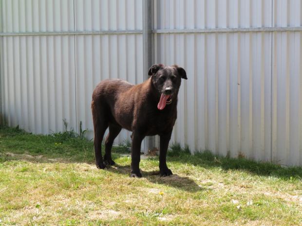 LENA - retriever 14 ans - Fondation Bardot Lena2_1596011241