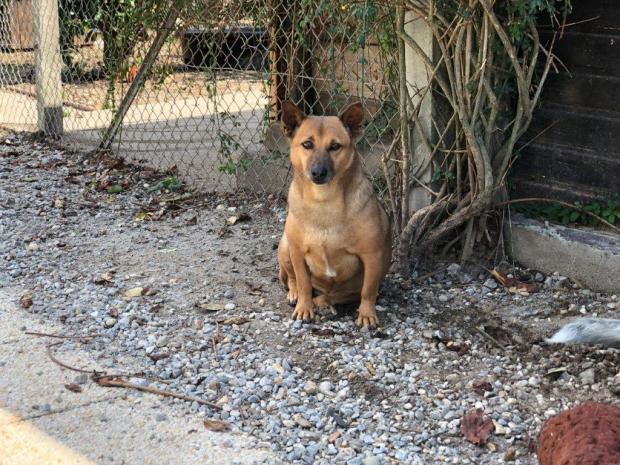 MAISEY - berger 12 ans - Fondation Bardot  MAISY_1598267816