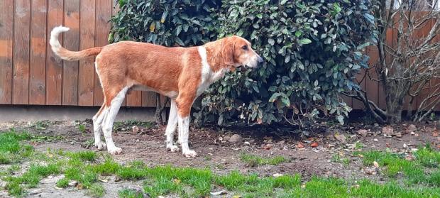 RAOUL  - harrier 11 ans - Fondation Bardot RAOUL_1_1636032069