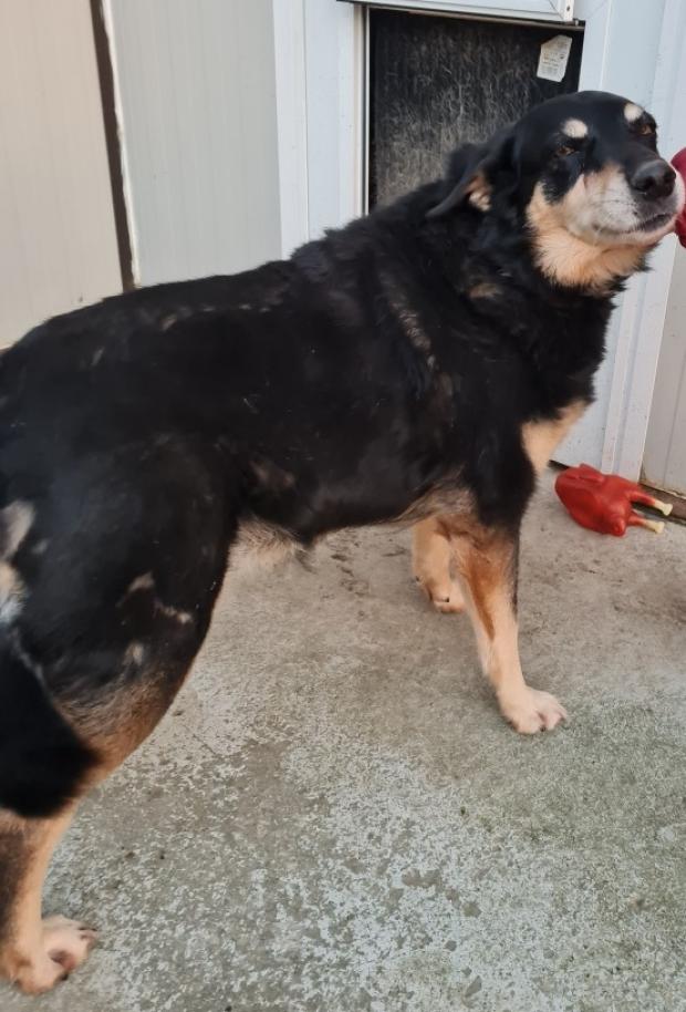 LUCKY  golden 12 ans et  LOLA x beauceron 14 ans - Fondation Bardot  Resized20210115171443_2_1610788195