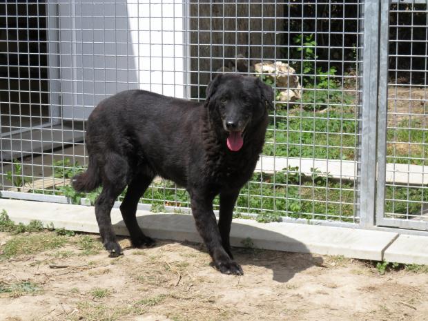 SHEILA - retriever 11 ans - Fondation Bardot  Sheila_1596012370