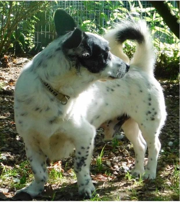 BOBBY - terrier 8 ans - Fondation Bardot  Bobby_1538047266