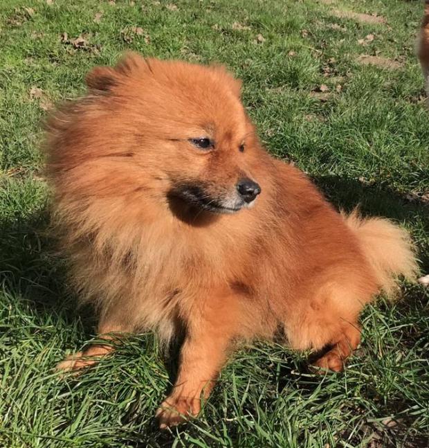 GIMMY  spitz 9 ans  et  NEW JACK  jack russel 14 ans - Fondation Bardot Gg_1649427442