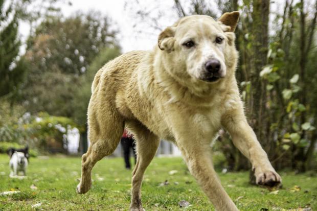 LUCKY  golden 12 ans et  LOLA x beauceron 14 ans - Fondation Bardot  Lucky_1638286399