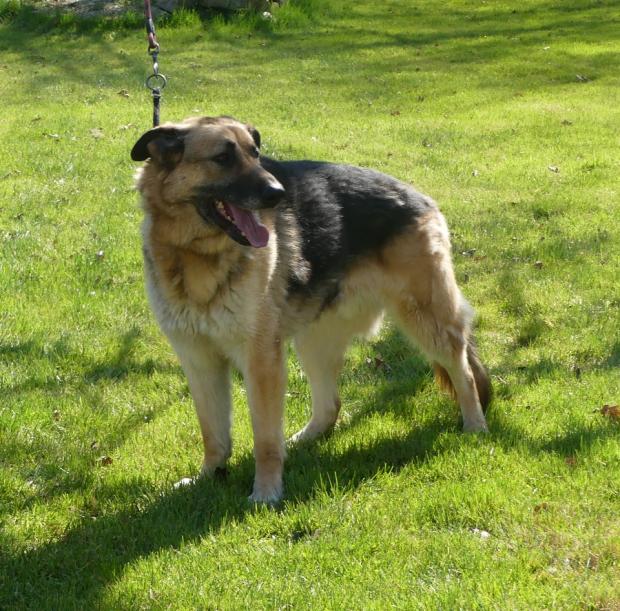 SIMBA - berger allemand 8  ans - Fondation Bardot Simba_3_1651135378