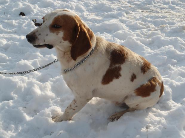 sos sauvetage - TITI alias TIBOU - beagle 13 ans - Fondation Bardot Titi2calincanin_1568920186