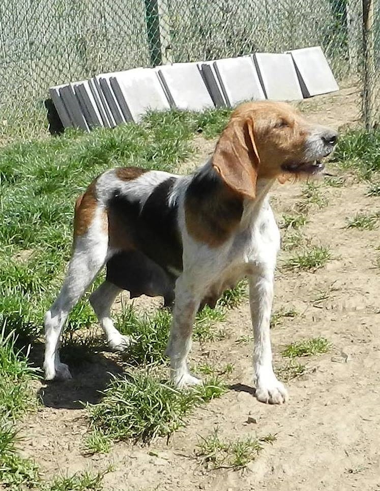 LUNE - x beagle/anglo/griffon 7  ans - Spa du Cantal le 15 à Arpajon sur Cere (15) Lune_Copie_ws1023134643