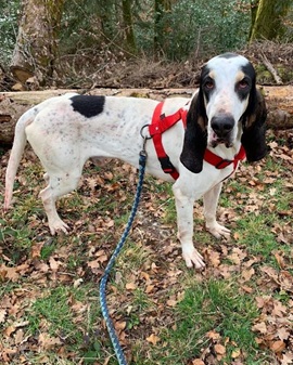 FRANKY - grand gascon saintongeois 4 ans - Spa du Cantal à Arpajon sur Cere (15) Vign_FRANKY_ws1039564303