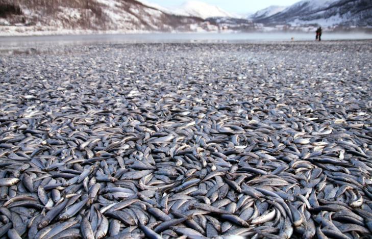 20 tons of dead fish wash up on Norway beaches- cause of massive fishkill unknown 729x