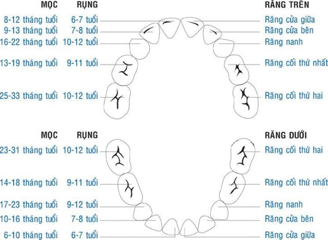 Giai đoạn mọc răng của trẻ Giai-doan-moc-rang-cua-tre