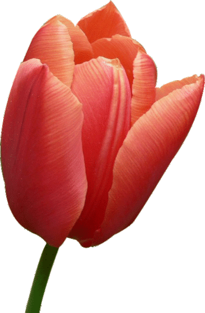 خمير في العجين  Flower-tulip-royalty-free-transparent-0400-10029