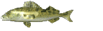 poisson d'églefin à l'échalote aux micro-ondes,photos. Recette-114