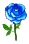 Joyeux anniversaire Rose Bleue 151-Plantes-Fleurs-Arbres