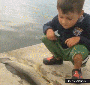 Joder! qué calor! Funny-Video-Boy-Fish-Gif