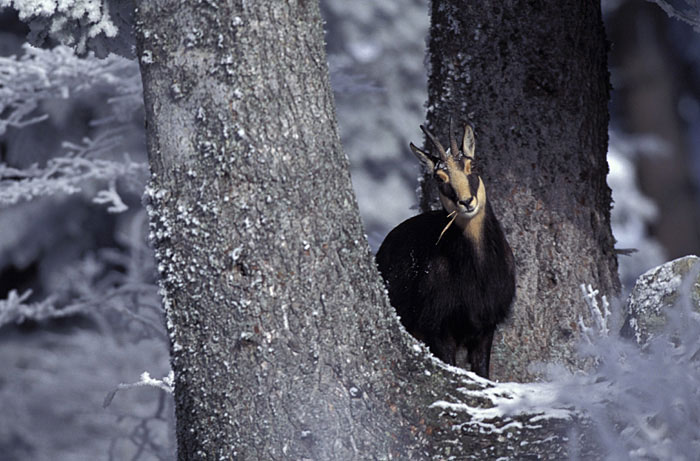 Gilles Place photographe dans les alpes Animal7