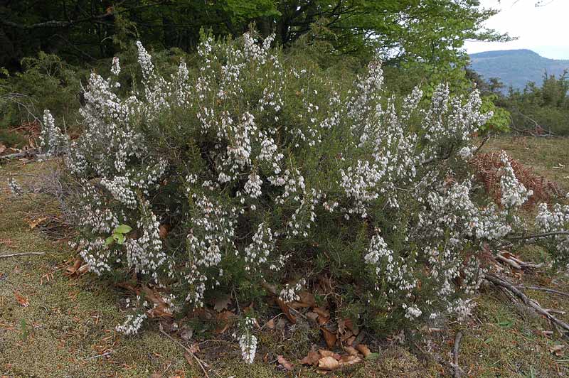 Catálogo de flora autóctona Erica-arborea1