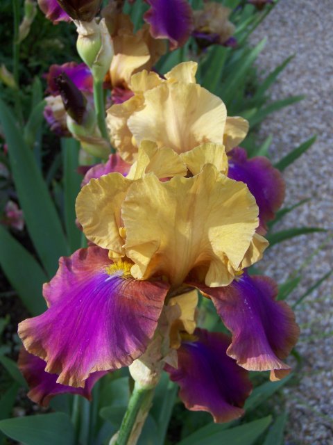 Fleurs en image Iris-jaune-violet-g