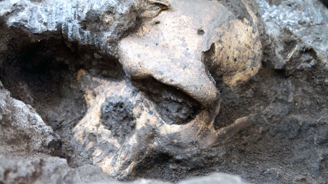YOUNG EARTH / OLD EARTH? 1.8-million-year-old skull shakes mankind’s family tree Early%20homo%20skull%205%20Georgia