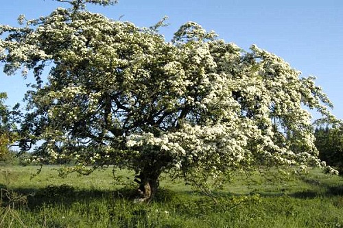 LEYENDA DE LAS HADAS Espino-blanco-albar_1_1054491