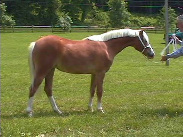 My Welsh Ponies ErinPMDshow