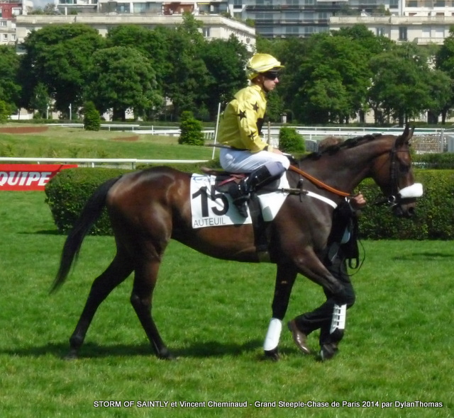 Grand Steeple Chase de Paris 2014 (St., Gr.I, Auteuil) 18-05 : Storm of Saintly - Page 2 Storm