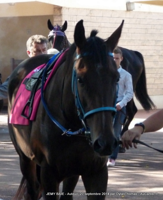 Prix Violon II 2014 (St., L., Auteuil) 27-09 : Ultra Lucky Violon01