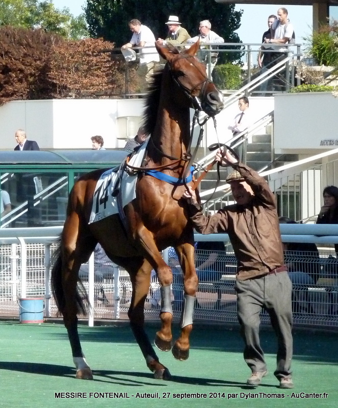 Prix Violon II 2014 (St., L., Auteuil) 27-09 : Ultra Lucky Violon03