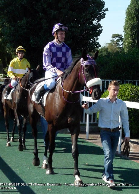 Prix Violon II 2014 (St., L., Auteuil) 27-09 : Ultra Lucky Violon04